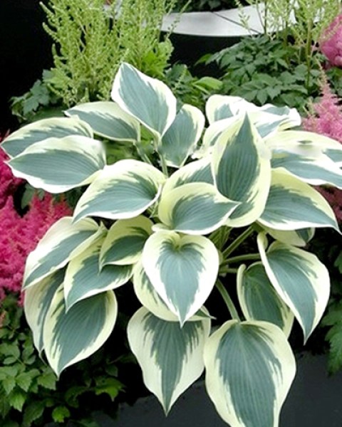Hosta Blue Ivory